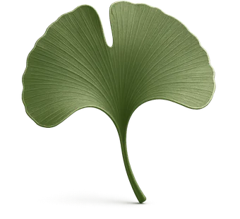 Liść miłorzębu japońskiego (Ginkgo biloba) — składnik Uro Active